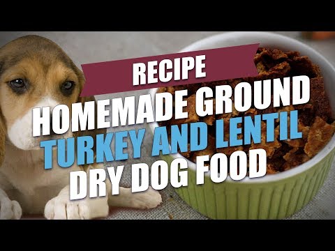download lagu mp3 mp4 How To Cook Lentils For Dogs, download lagu How To Cook Lentils For Dogs gratis, unduh video klip How To Cook Lentils For Dogs