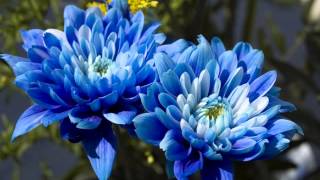 Los Hermanos - Primavera