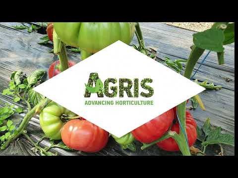 Buffalopink F1 - Cultura de tomate roz la domana Adriana Voica