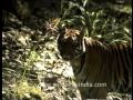 Tiger Disappears Into The Bush As We Film In Central Indian Jungles
