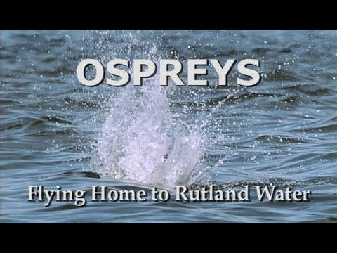 Ospreys - Flying Home to Ruthland Water (2004) - Narrated by Sir David Attenborough