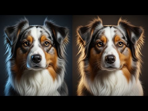 Male vs. Female Aussie: The Mistake 99% of Owners Make