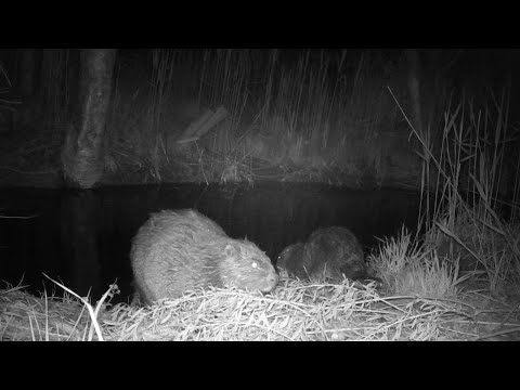 Il castoro non è più solo: in Friuli le telecamere inquadrano un secondo esemplare