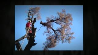 preview picture of video 'Tree Trimming in Blomkest, MN - Hurley's Tree Service'