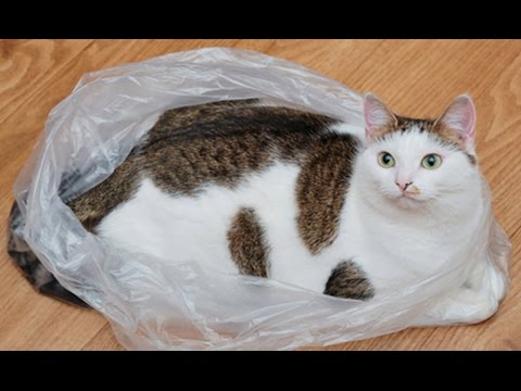 Here Are 7 Reasons Why Cats Like Licking Plastics