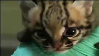 Psychopathic Radio: ThaFukEva Intro