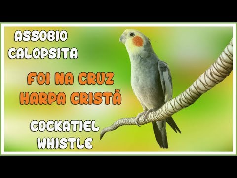 ASSOBIO CALOPSITA - FOI NA CRUZ - HARPA CRISTÃ