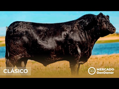 Semen Angus Clásico