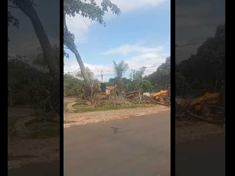 Prefeitura de Itapaci remove arvores da av. Goiãnia