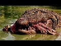 Best Horror Crocodile Movies 2024 Free Hollywood Movies English Full HD