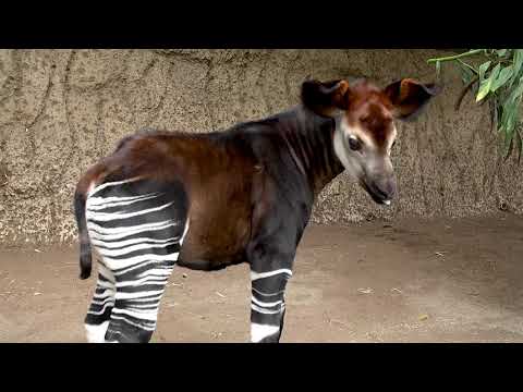 Okapi Calf Mosi