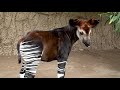 Okapi Calf Mosi