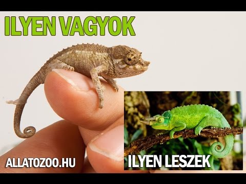 Hogyan szaporodnak a pinworms egy emberben