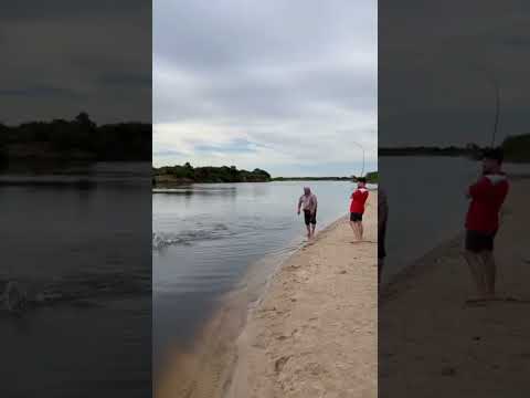 Dorado rio santa lucia goya corrientes #pesca #fishingvideo #dorado #golden #pescandonobrasil #viral