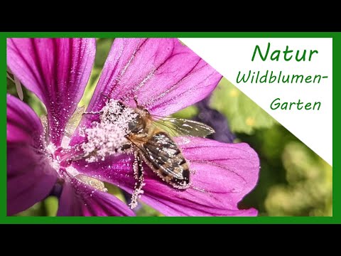Naturgarten mit Wildblumen Teil 1