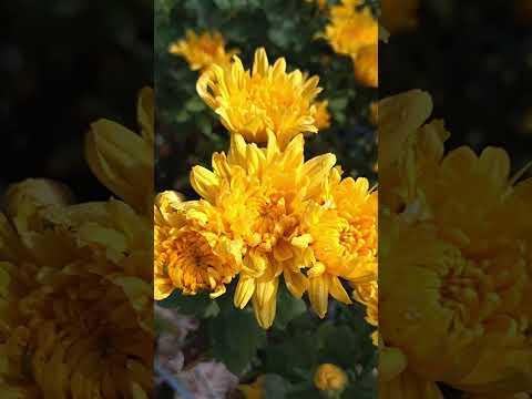 Asuka – Ancient Earth and Sacred Energy