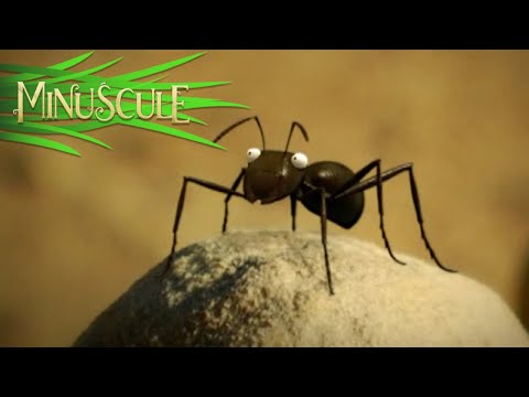 Minuscule – la fourmilière infernale/Infernal Anthill (Season 1)