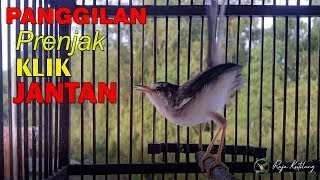 Download lagu PANGGILAN Prenjak KLIK JANTAN Memancing Prenjak KLIK Agar Ikut GACOR dan NGEBERN mp3