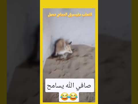 صافي الله يسامح 😂🙏