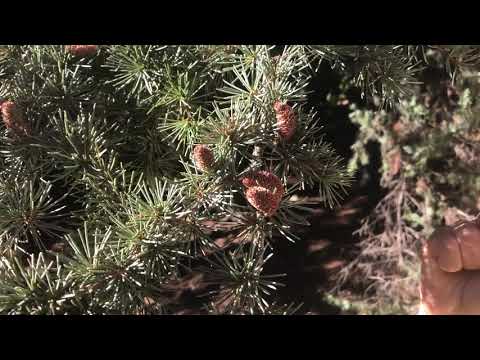 Cedrus libani L. (Toros Sediri, Taurus Cedar)