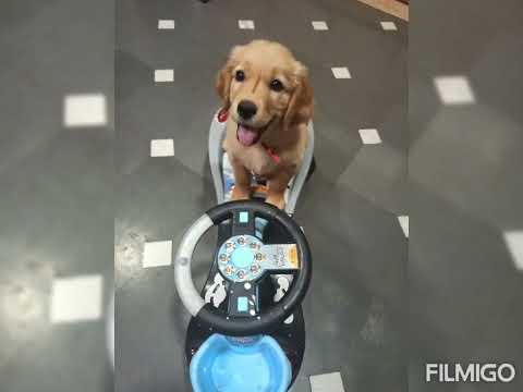 Advait and Moana #pets #petlover #dog #viralvideo