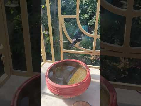 pradipta's house #song #flowers #love #beautifulnature #birds