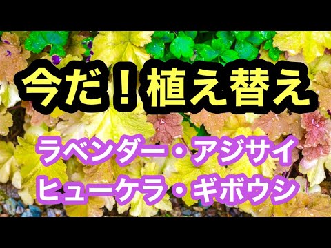 園芸 植え替え