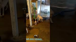 நாய் வளர்ப்பு | MR.DOG | COIMBATORE.....