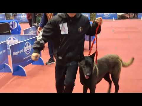 Expoziție canina 2024