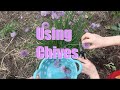Three Ways to use Chives and Chive Blossoms from the Garden