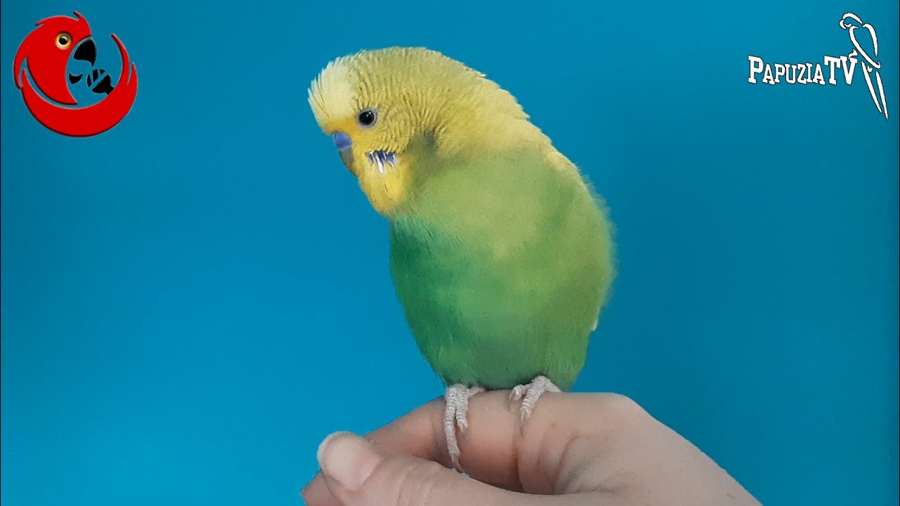 I'm a pretty birdie!