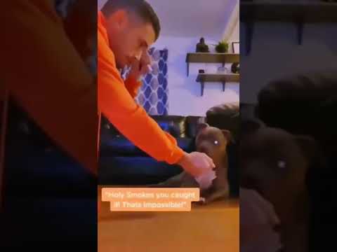 He Was So Shocked 😳🐕♥️ #shorts #dog #viral #cutedog #explore #pitbull #america