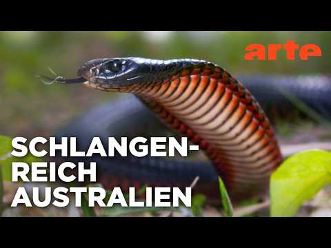 Australiens Schlangen - Giftig und gefährlich | Doku HD Reupload | ARTE