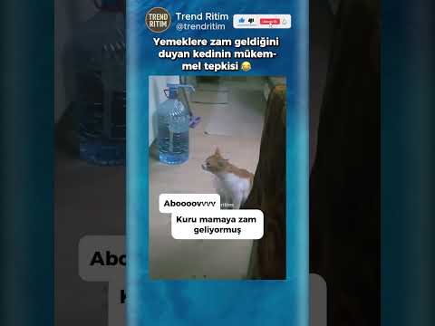 Yemek Fiyatlarına Zam Geldiği Duyan Kedinin Tepkisi 😂😅