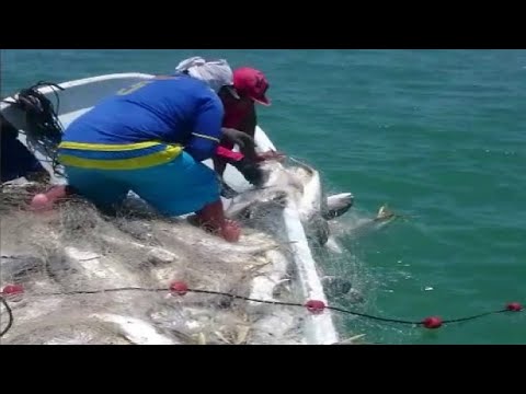 Amazing Gill Net Fishing Line Videos - Amazing  Catch Hundreds Tons of Fish on The Sea
