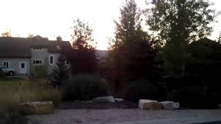 preview picture of video 'Moose family in the yard in Park City Utah'