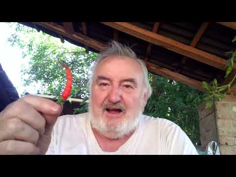 Purslane  The survival Superfood