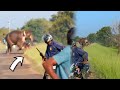 Angry Elephant Crushed The Motorbike Of A Rescuer That Came To Save His Life
