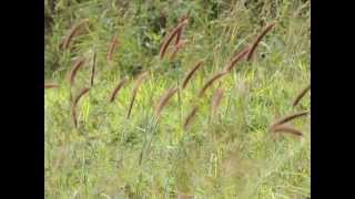 Trem das Cores- Caetano Veloso