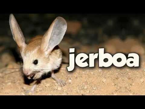 JERBOA
