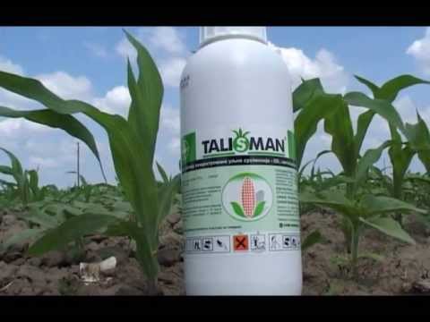 Tangenta i Talisman za cist kukuruz, Galenika Fitofarmacija  U nasem ataru 485