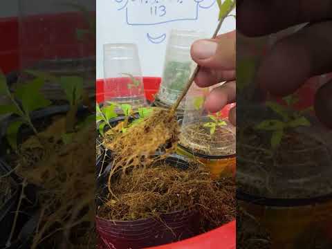 Kết quả so sánh các loại kích rễ tạo đế