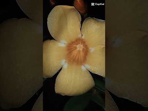 #ceará #aracoiaba #fortaleza #ㅇyㅇ#mil#viral #2025 #INCRÍVEL #nature#fyy #fyI#milhões#sowhat #shorts