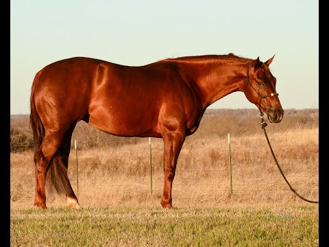 SOLD Spooksadaisy 2016 mare (Smart Spook X Whizicle) Jan 2020