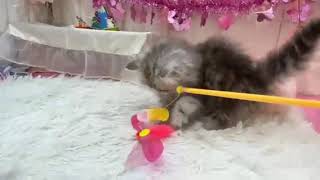 ペルシャの動画01