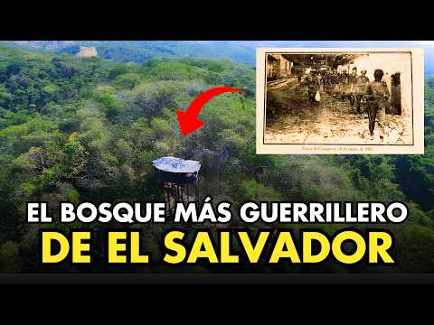 El hermoso bosque guerrillero de Cabañas que fue reforestado