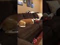 Jealous Sev The Husky