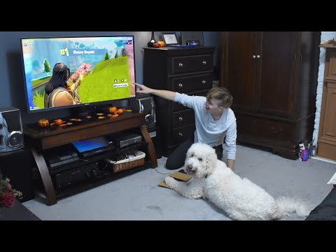 I Taught My Dog to Play Fortnite