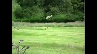 rare white red kite in mid wales slow motion Rhayader Powys