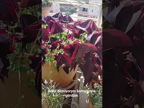 #music #remix #keşfet